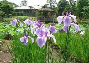 来週から浴衣祭り