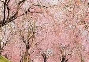 3月も半ば