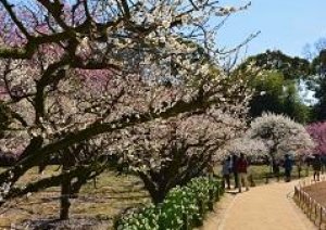 今日春の陽気