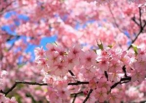 入学式各地で