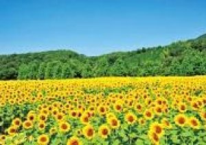 今日まで営業　明日からお盆休み 16日まで