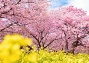 早咲きの河津桜が満開