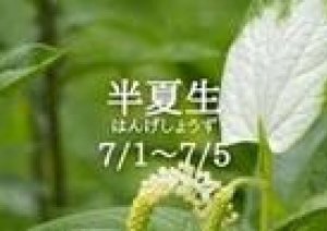 七夕浴衣祭り  7月4、5，6日、（木、金、土）