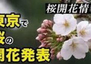 今日東京で桜の開花宣言が