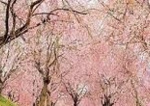 桜も満開