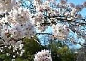 岡山と津山も桜開花宣言
