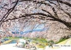 藍桜まつり開催3月31日(金)〜4月1日(土)