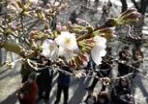 今週木金土【桜祭り】 ３月28，29、30