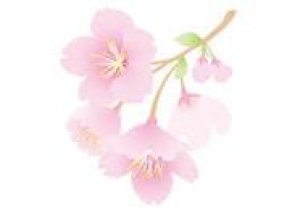 明日から木金土【桜祭り】 ３月28，29、30