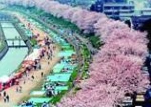 明日から３日、４日、５日水、木、金【桜祭り】します